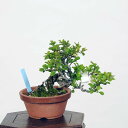 小品盆栽:白花長寿梅 現品*チョウジュバイ chojyubai