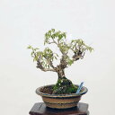 小品盆栽：木萩 現品*キハギ　 きはぎ　Kihagi