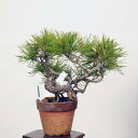 小品盆栽:三河黒松*現品 くろまつ クロマツ Kuromatsu