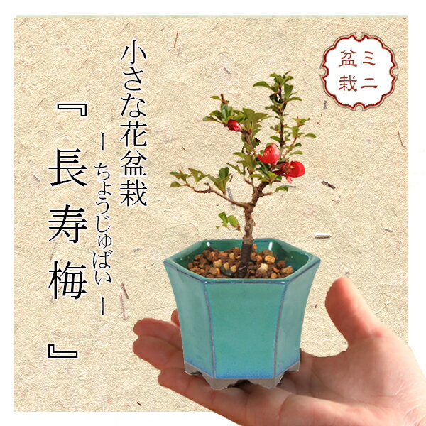 ミニ盆栽：長寿梅*(緑反六角陶器鉢) 花盆栽木瓜ぼけ赤花ボケ縁起鉢花プレゼントにもbonsai
