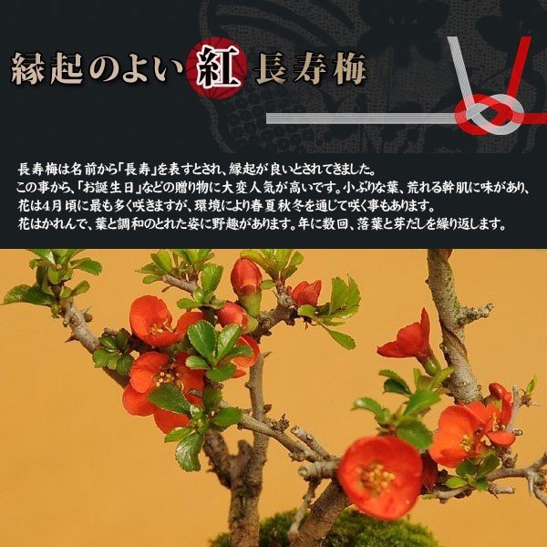 【父の日ギフト プレゼント】【即日出荷可！】小品盆栽：長寿梅(萬古焼雪丸鉢)* 【...