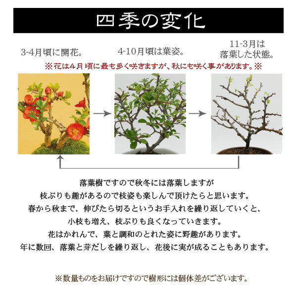 ��¨���вٲġ��۾����ߺϡ�Ĺ����(ȭ ���微ȭ��� ����(������)�椦��)* ȭ�����٤� bonsai