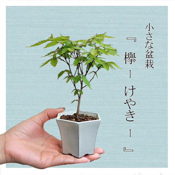 ߥߺϡ䤭*ȿϻƫȭ ݰ䥭bonsai