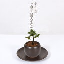 ミニ盆栽：白芽八房えぞ松*＜受け皿付き＞丸陶器鉢 蝦夷松エゾマツbonsai