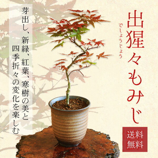 盆栽：出猩々もみじ曲*(萬古焼イブシ深鉢) 【送料無料】momiji　モミジ　紅葉　bonsai