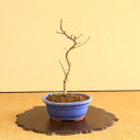 盆栽:出猩々もみじ曲*(水色縁付楕円陶器鉢) momiji モミジ 紅葉 bonsai