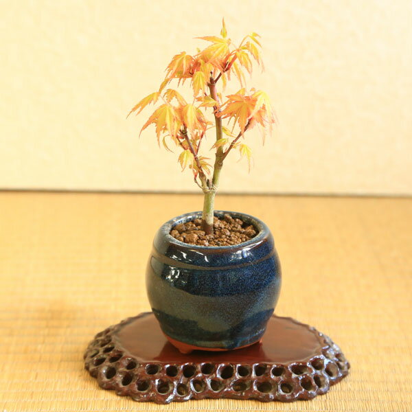 ミニ盆栽：桂もみじ（青壺形陶器鉢）*　【2023年落葉】紅葉　モミジ　momiji　bonsai