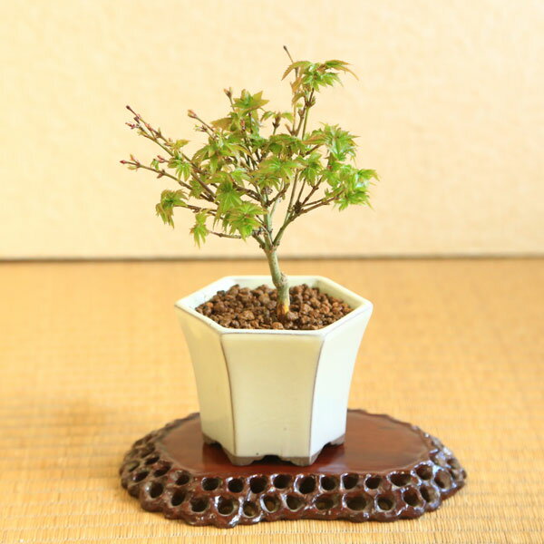 ミニ盆栽：清姫もみじ（白反六角陶器鉢）*紅葉　モミジ　momiji　bonsai