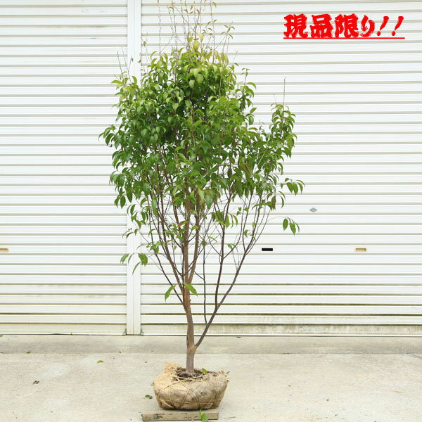 楽天市場】常緑 エゴノキの通販 楽天市場】常緑 エゴノキの通販