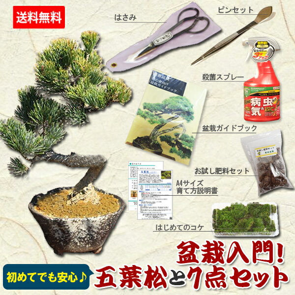 盆栽 特選：三河黒松*　現品 くろまつ　クロマツ　Kuromatsu bonsai 中品盆栽