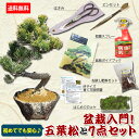 【即日出荷可】盆栽入門!初心者、盆栽はじめる方にも:小品盆栽 五葉松と盆栽道具7点セット*セット割 道具セットお手入れ 和 祝い ギフト gift 誕生日祝 開...