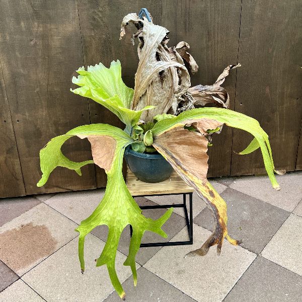 おしゃれ　観葉植物：ビカクシダ コウモリラン スパーバム*吊り鉢　現品1番