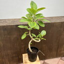 おしゃれ 観葉植物:フィカス アルテシーマ*7号 プラポット 大型ヤマト便