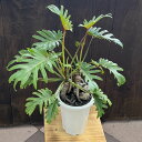 おしゃれ 観葉植物 ：フィロデンドロン クッカバラ*プラポット Philodendron kookaburra