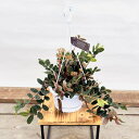 おしゃれ 観葉植物:ペリオニア プルクラ*5号 吊り鉢