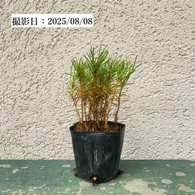 �ġ������󤻡��֤�����ġ�*�����ޤġ������ޥ� kuromatsu