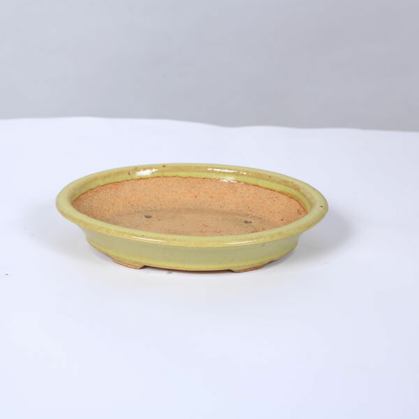 鉢：服部　縁付楕円鉢　16.5cm【現品】*　資材