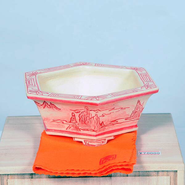 盆栽小鉢：桂雲　六角鉢　14cm【現品】