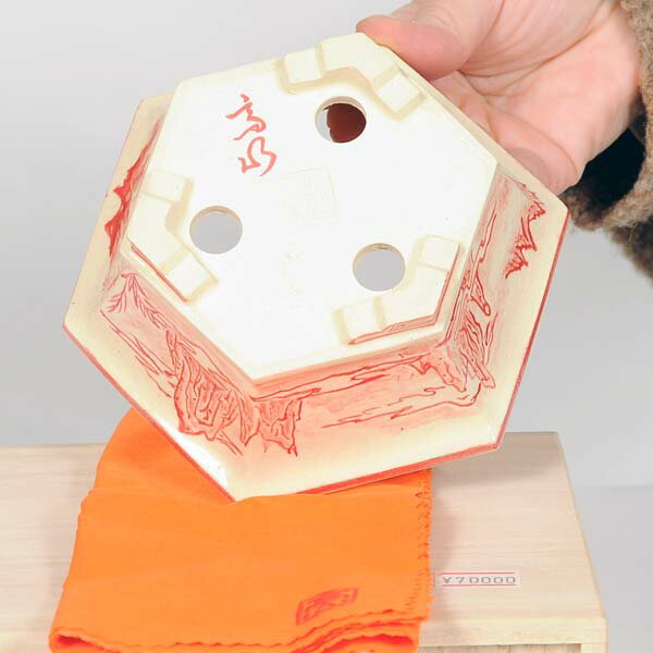 盆栽小鉢：桂雲　六角鉢　14cm【現品】