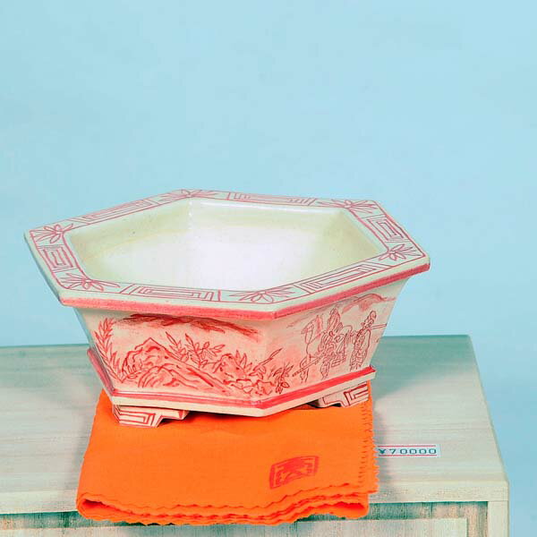 Rakuten - 盆栽小鉢：桂雲　六角鉢　14cm【現品】