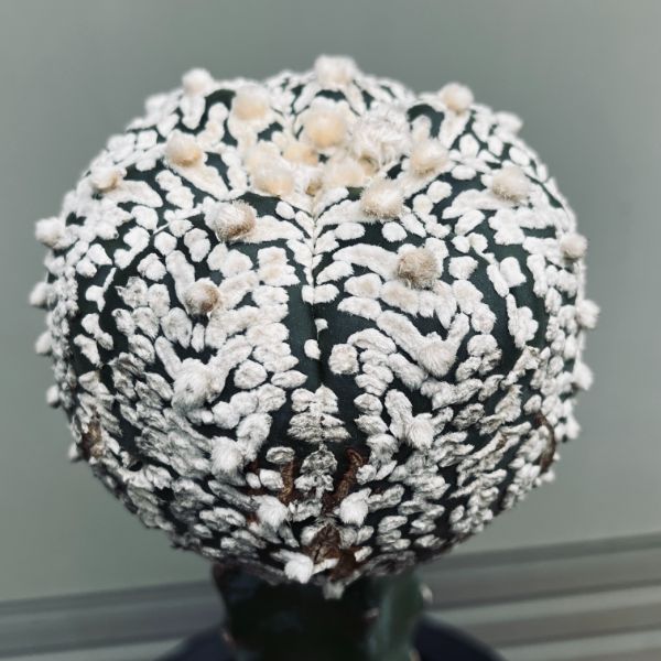 Rakuten - サボテン：アストロフィツム 兜丸 ツギ*幅9cm　現品！一品限り　※傷あり