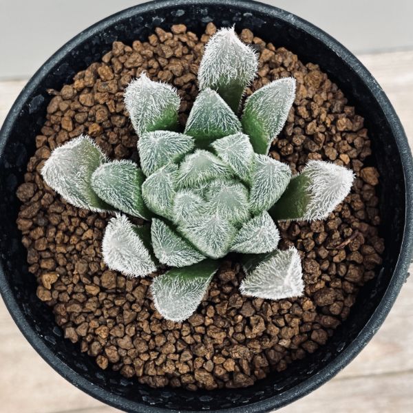 多肉植物:ハオルチア ベヌスタ*L 幅6cmの紹介画像2