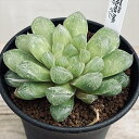 多肉植物:ハオルチア オブツーサ交配種 マリン*幅9cm 現品!一品限り