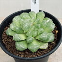 多肉植物:ハオルチア オブツーサ交配種 マリン*幅8cm 現品!一品限り