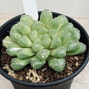 多肉植物:ハオルチア オブツーサ交配種 マリン*幅8.5cm 現品!一品限り