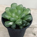 多肉植物：ハオルチア　オブツーサ交配種　マリン*幅6.5cm　現品！一品限り