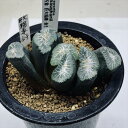 多肉植物:ハオルチア 金子氏 巨大稲妻万象*幅9cm 現品!一品限り
