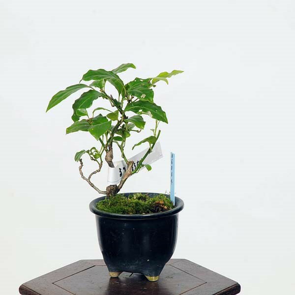 盆栽：瑠璃瓢箪(るりびょうたん)　現品*ルリビョウタン　ruribyoutan　　ミニ盆栽