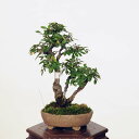 盆栽：楡欅（にれけやき）　現品*ニレケヤキ keyaki　小品盆栽