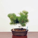 盆栽：斑入五葉松 現品 *(花火)斑入り五葉松 ごようまつ ゴヨウマツ Goyoumatsu bonsai 中品盆栽