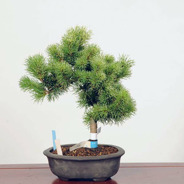 盆栽：斑入五葉松 現品 *(花火)斑入り五葉松 ごようまつ ゴヨウマツ Goyoumatsu bonsai 中品盆栽