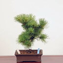 盆栽：斑入五葉松 現品 *(花火)斑入り五葉松 ふいりごようまつフイリゴヨウマツ Goyoumatsu bonsai