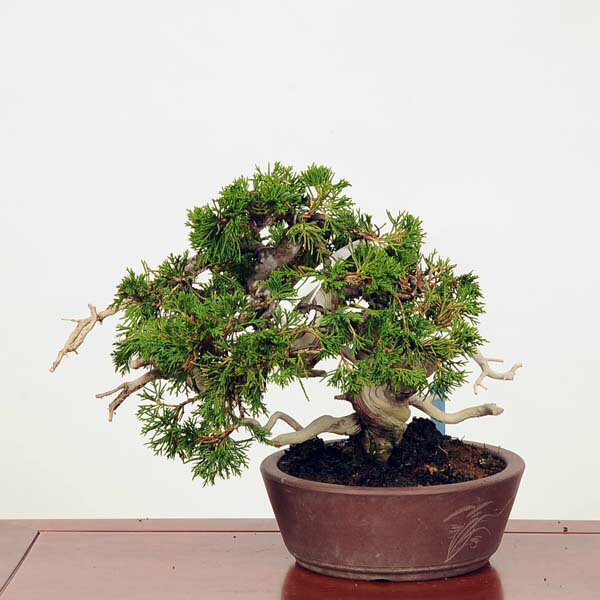 盆栽：糸魚川真柏 現品 *しんぱくシンパク松柏盆栽小品盆栽Shinpakubonsai