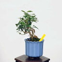 盆栽：キンズ　現品*金豆・きんず　kinzu bonsai 小品盆栽