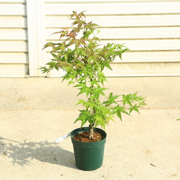 庭木・植木　 庭木苗：血汐モミジ（千染もみじ）ちしお　ちぞめ　もみじ　紅葉　緑ポットのサムネイル