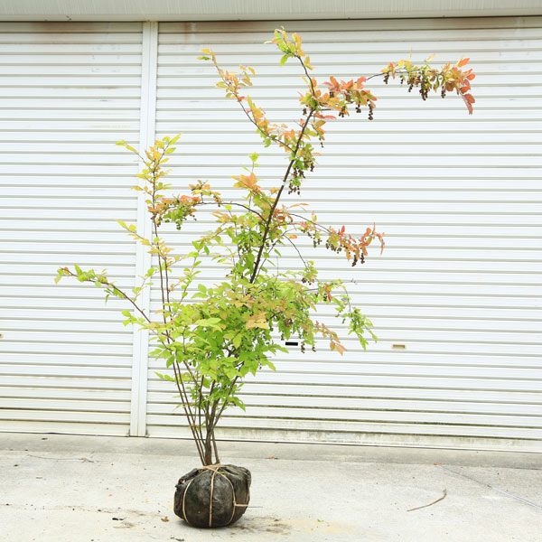 楽天市場】ナツハゼ(花・観葉植物|花・ガーデン・DIY)の通販 楽天市場】ナツハゼ(花・観葉植物|花・ガーデン・DIY)の通販