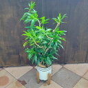 おしゃれ 観葉植物：ドラセナ ソングオブジャマイカ ブリキ鉢カバー 木製スタンド付き*麻布 受皿プラ5号