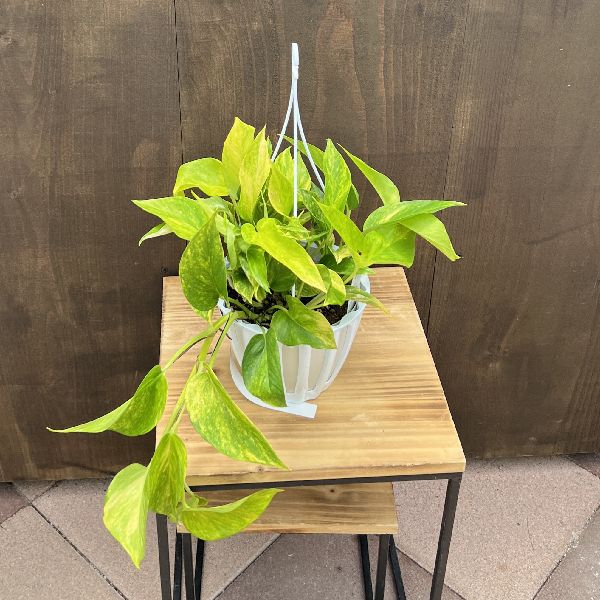 観葉植物：ポトス　テルノロビン*5号 吊り鉢