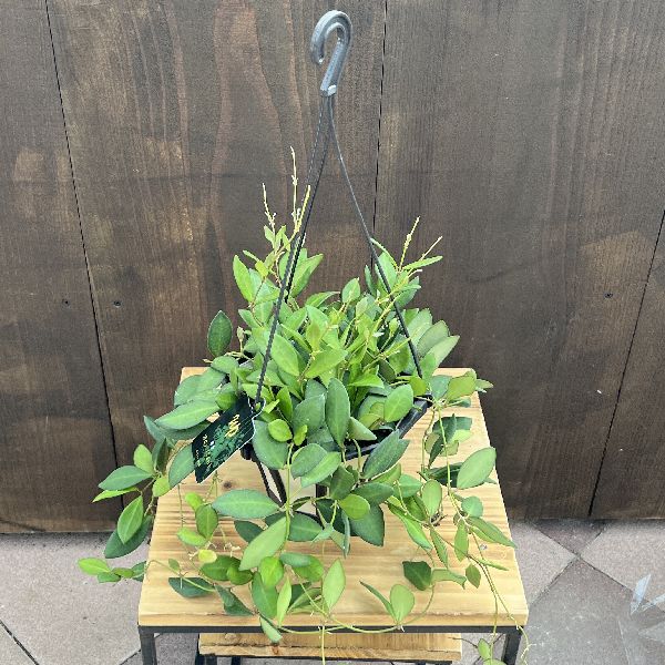 おしゃれ 観葉植物：ホヤ ザンバレス*吊り鉢 5号