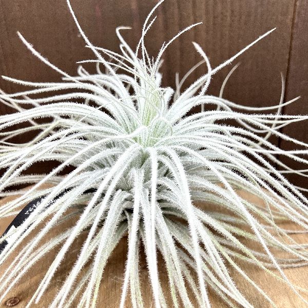 おしゃれ 観葉植物:チランジア エアープランツ...の紹介画像2