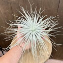 おしゃれ 観葉植物:チランジア エアープランツ テクトラムXXL*