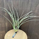 おしゃれ　観葉植物　エアープランツ：チランジア　キアネア　アルボマルギナータ*Tillandsia Cyanea Albo Marginata