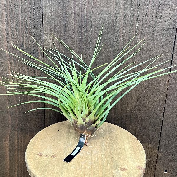 おしゃれ　観葉植物　エアープランツ：チランジア　クリスタガリ*Tillandsia crista-gallii