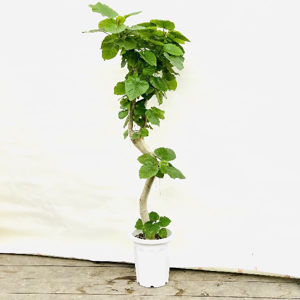 おしゃれ 観葉植物：フィカス ウンベラータ*白プラポット 10号 現品1番 大型佐川急便