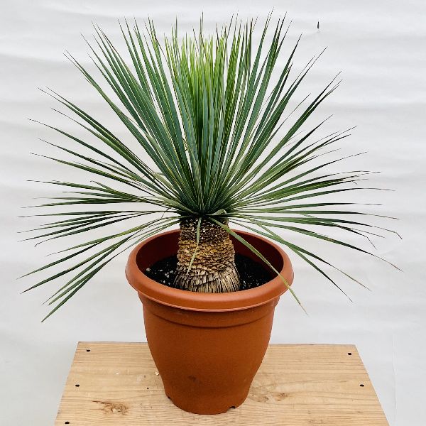 おしゃれ 観葉植物：ユッカ ロストラータ*10号 Yucca rostrata 茶プラ 現品