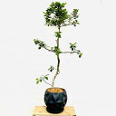 おしゃれ　観葉植物：フランスゴムの木 鉢植え*受皿付 現品1 ココヤシ 大型佐川便配送